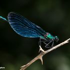 Calopteryx virgo (Linnaeus 1758) male