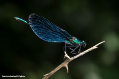 Calopteryx virgo (Linnaeus 1758) male