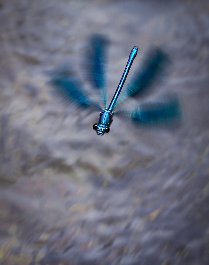 Calopteryx virgo low pass