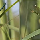 Calopteryx virgo maschio e femmina (Linnaeus, 1758)