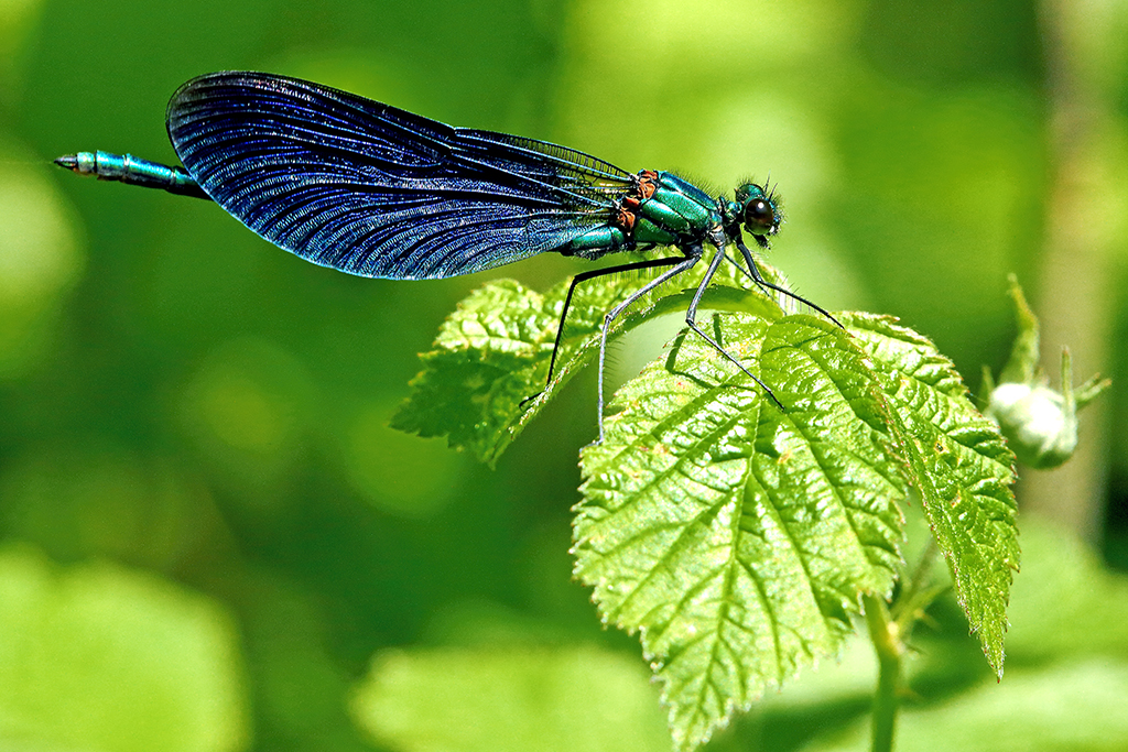 Calopteryx virgo (mâle)