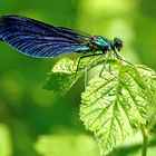 Calopteryx virgo (mâle)