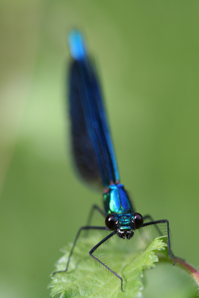 Calopteryx virgo mâle de Chrysaetos 