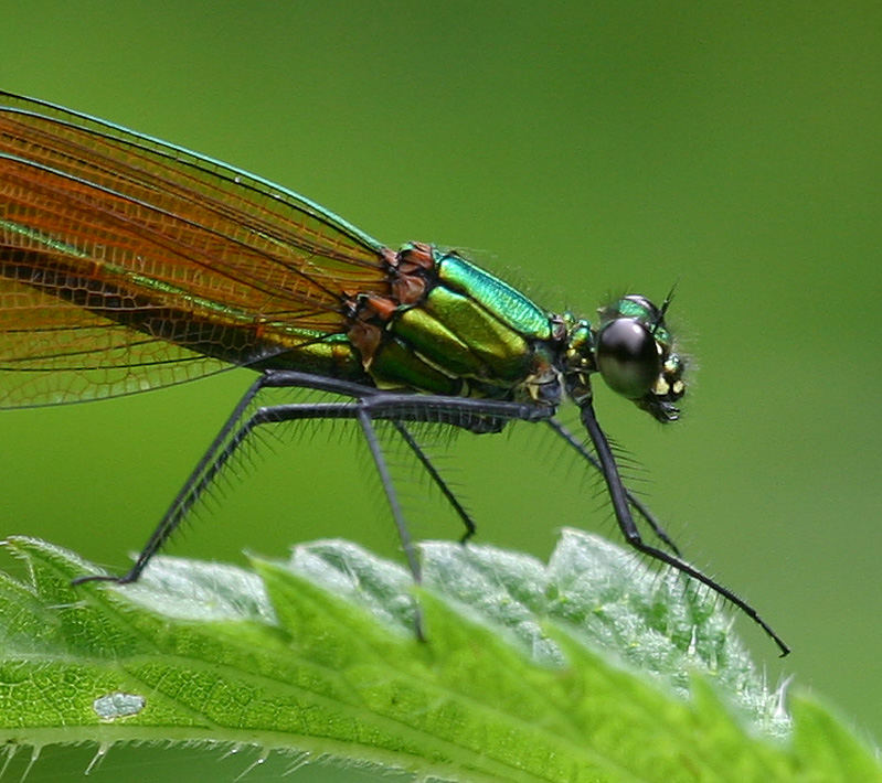 Calopteryx virgo weibchen.