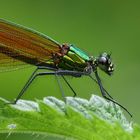 Calopteryx virgo weibchen.