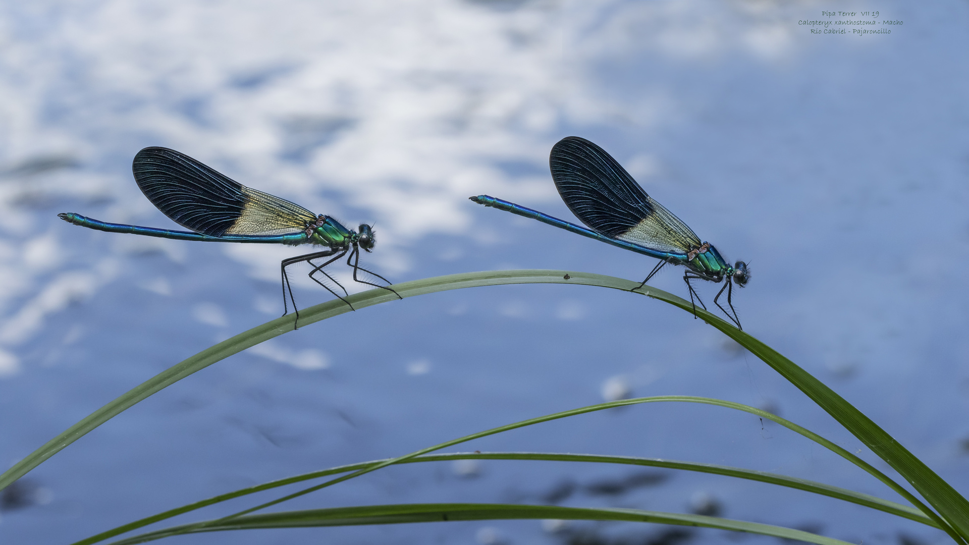 Calopteryx xanthostoma