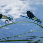 Calopteryx xanthostoma