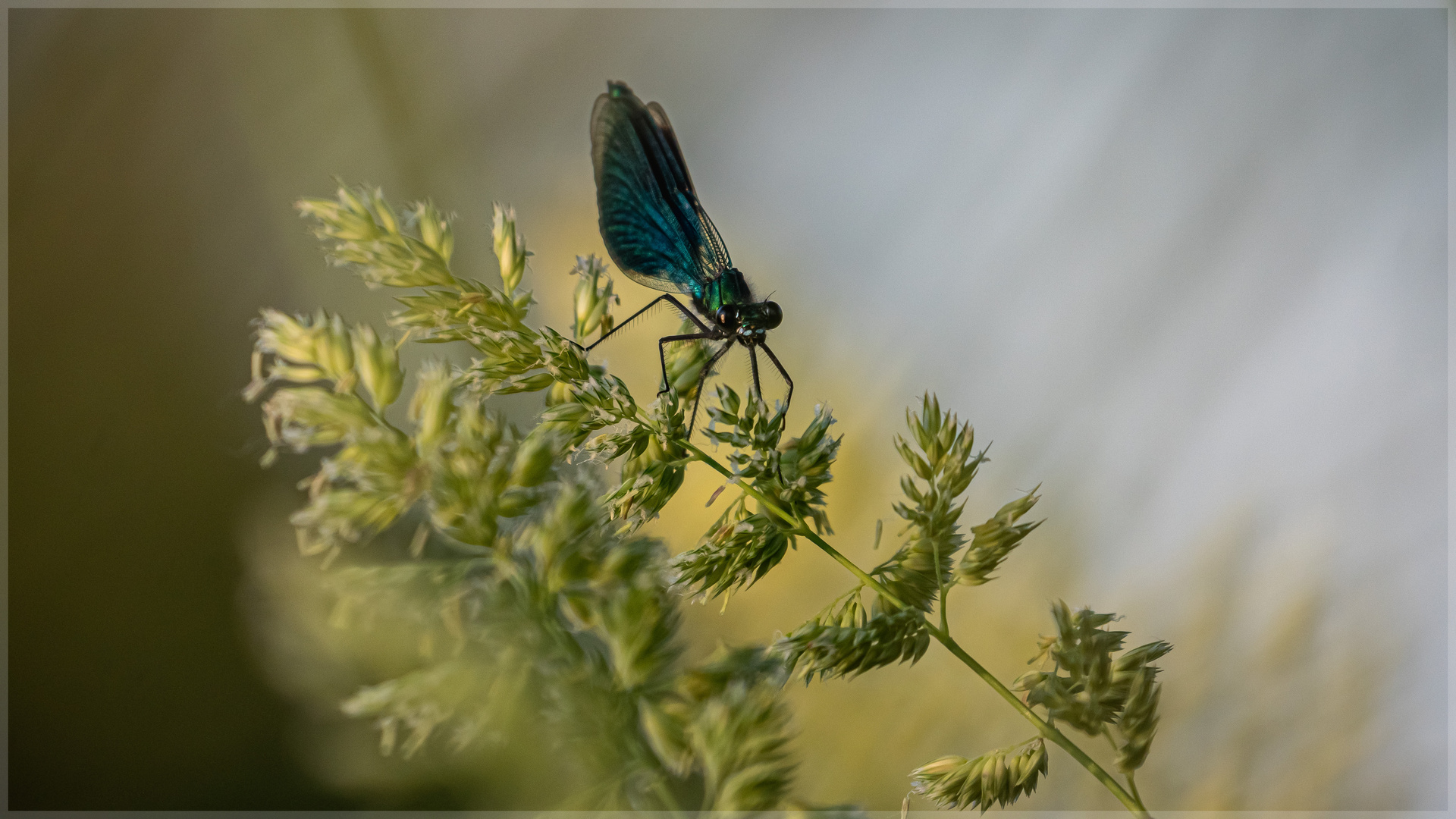 Calopteryx_93471