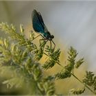 Calopteryx_93471