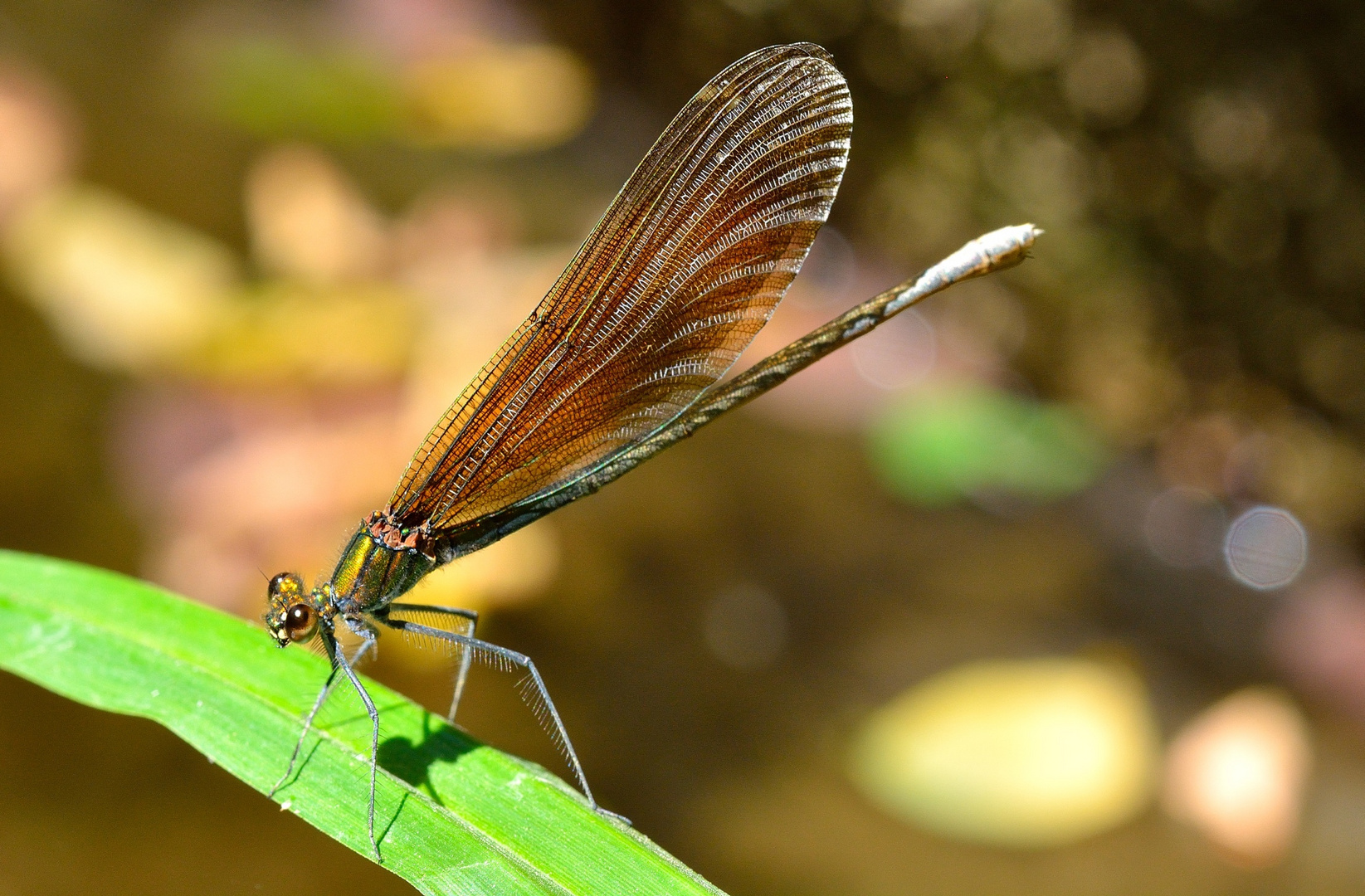 Calopteyx splendes (femmina)