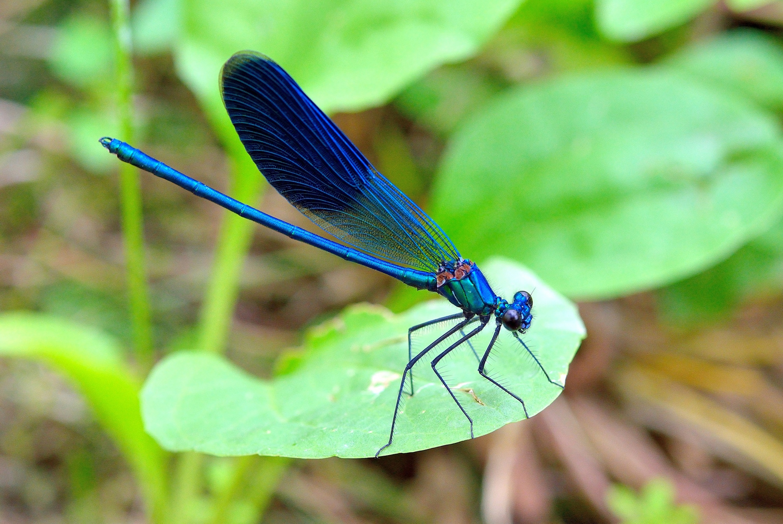 Calopteyx splendes (maschio)