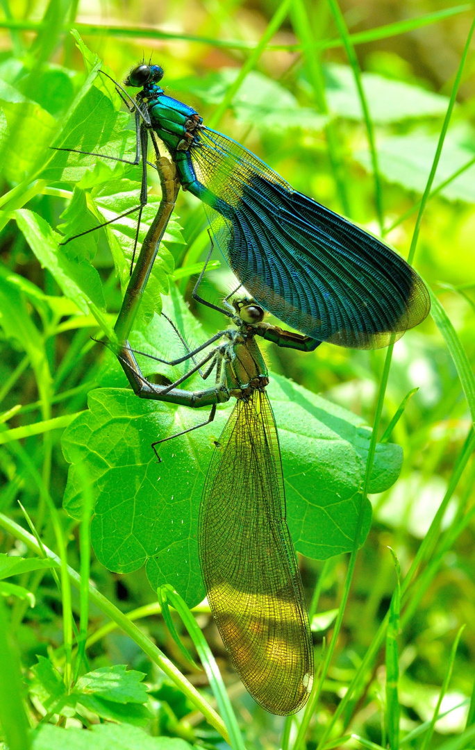 Calopteyx splendes ( maschio blu / femmina verde )