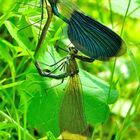 Calopteyx splendes ( maschio blu / femmina verde )