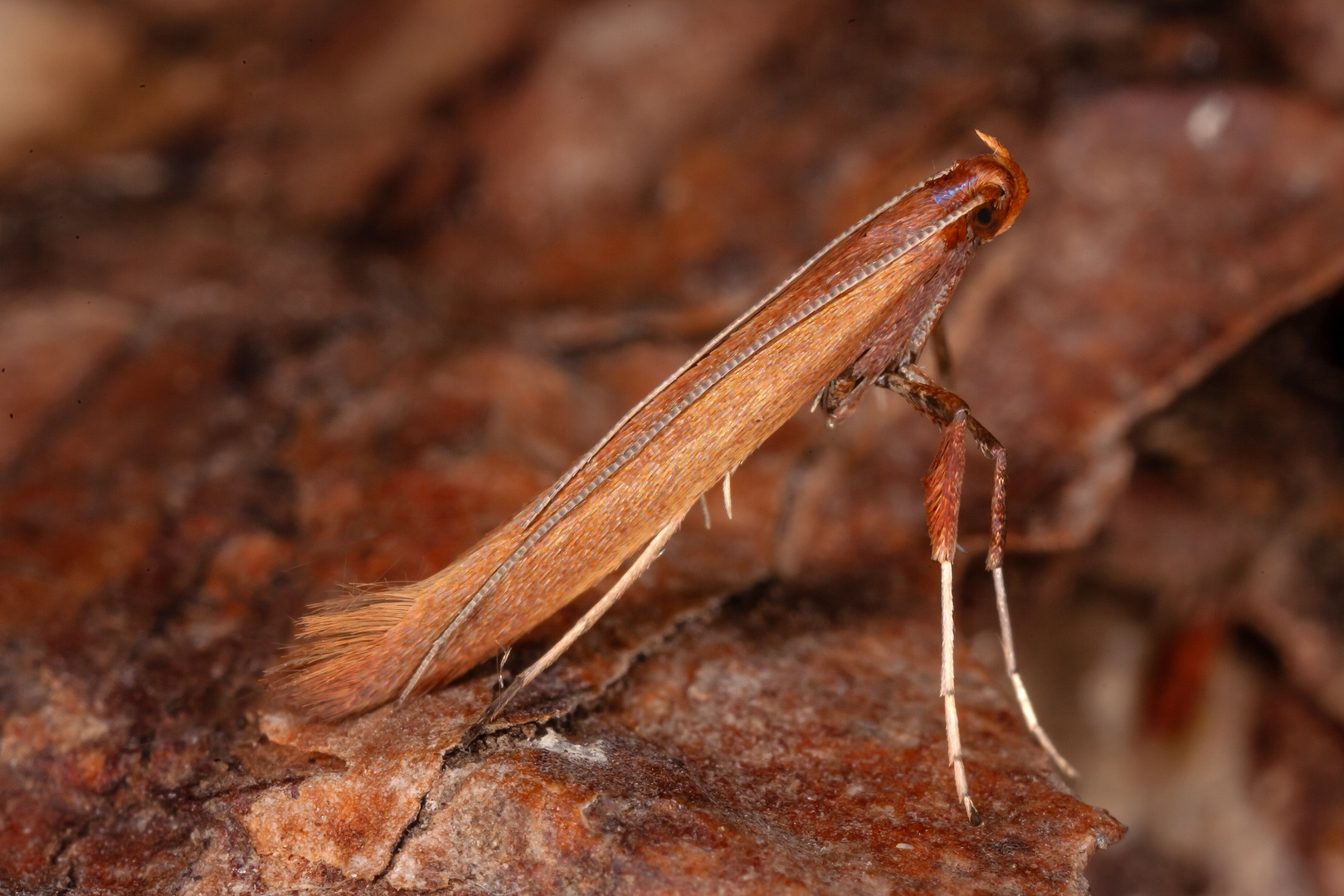 Caloptilia elongella (Linnaeus, 1761)