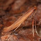 Caloptilia elongella (Linnaeus, 1761)