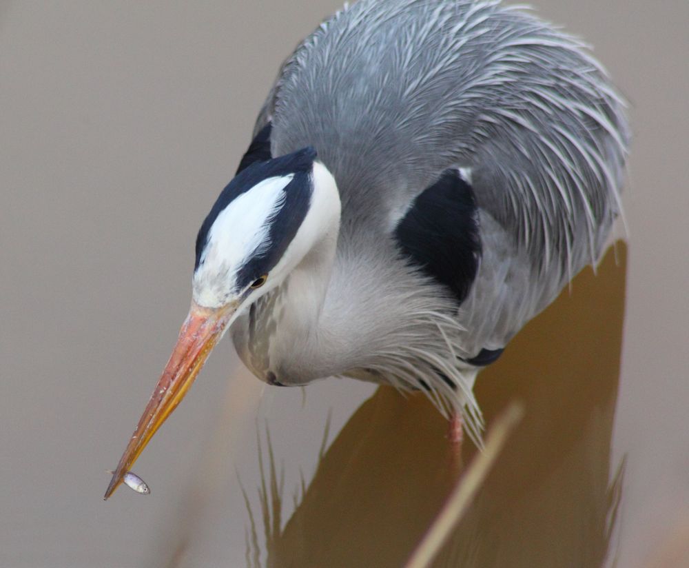 Calorie-conscious grey heron