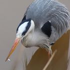 Calorie-conscious grey heron