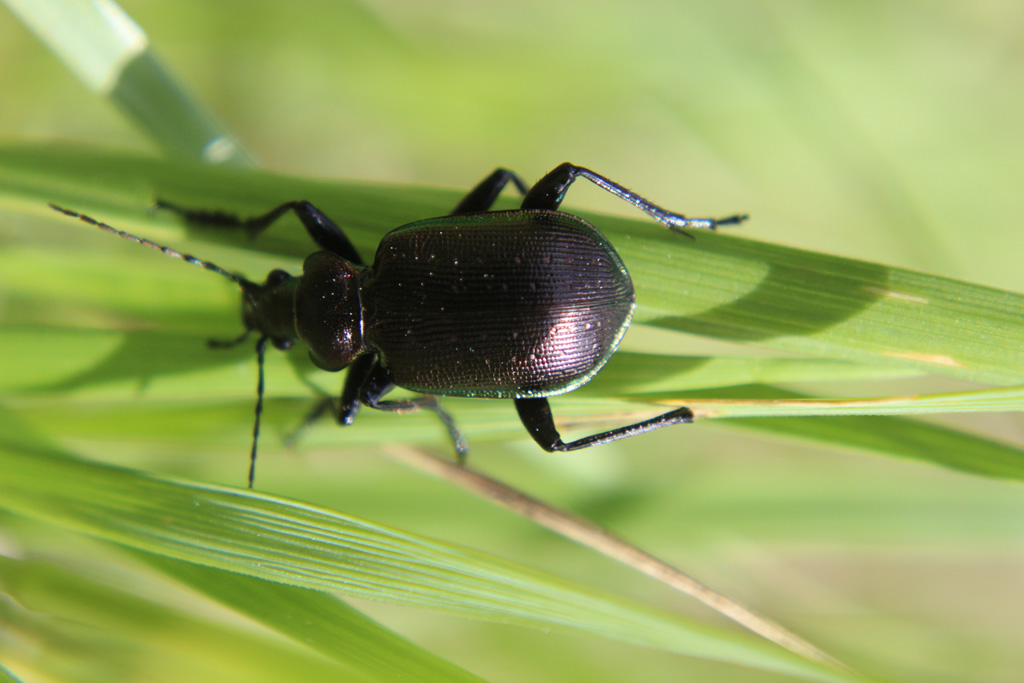 Calosoma inquisitor...kleiner Puppenräuber ?