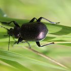 Calosoma inquisitor...kleiner Puppenräuber ?