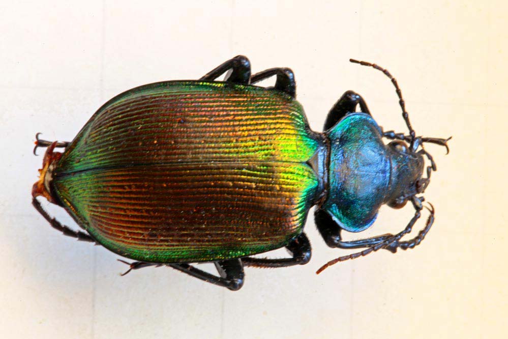 Calosoma sycophanta