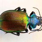 Calosoma sycophanta