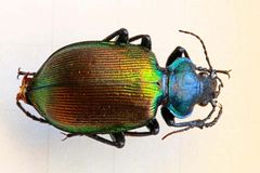 Calosoma sycophanta