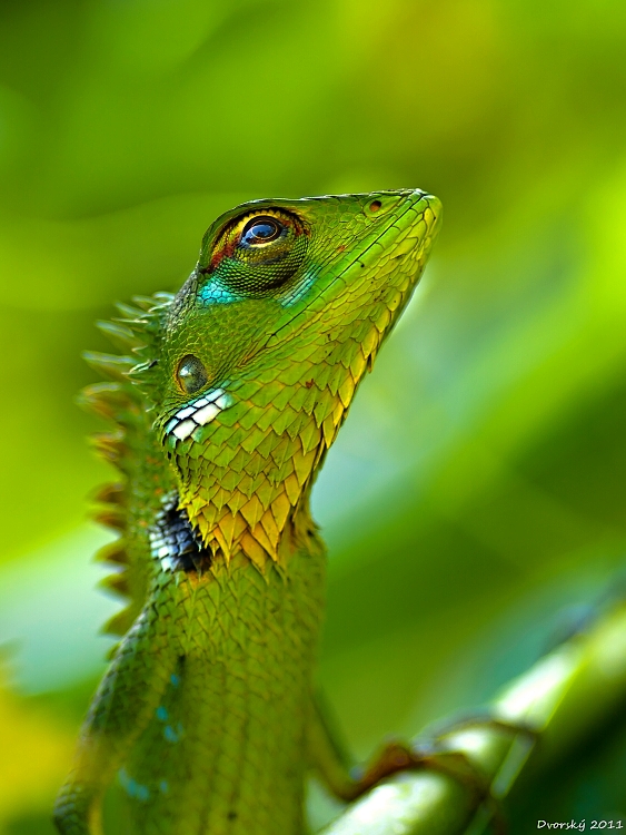 Calotes Calotes photo & image animals, wildlife, amphibians