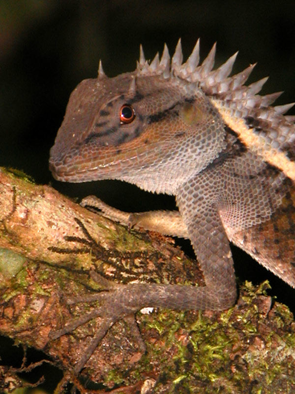 Calotes emma, forest-living agamid