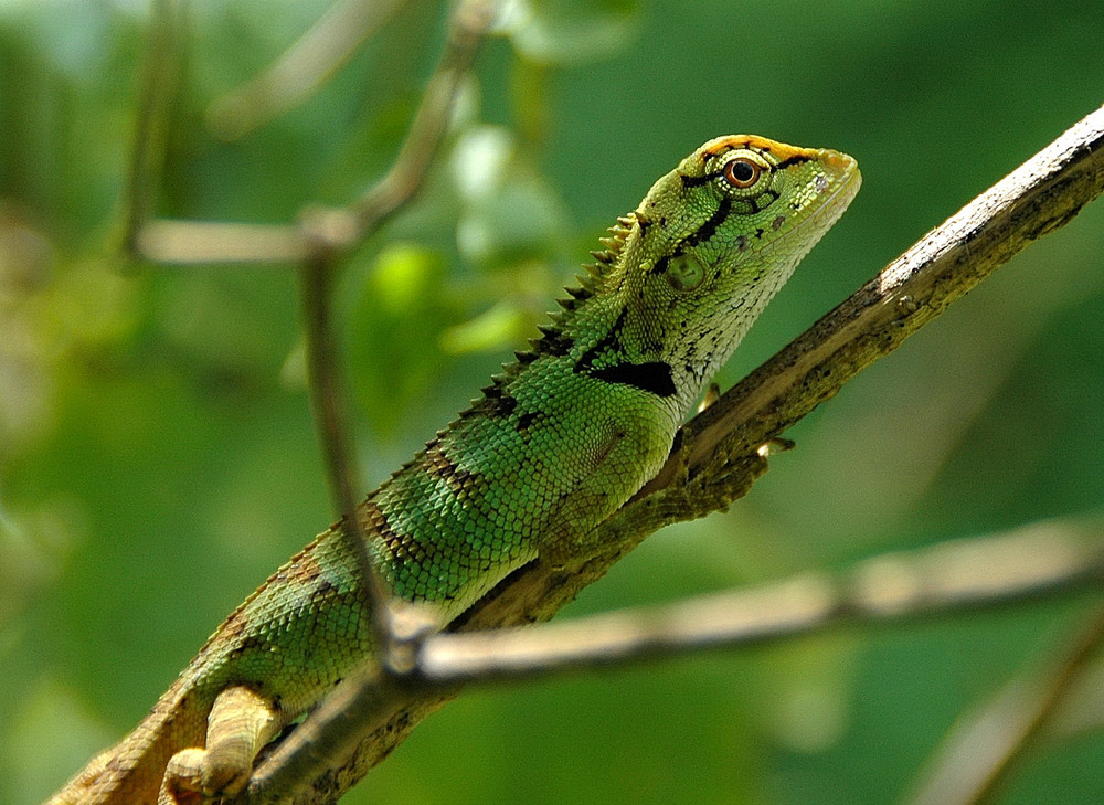 Calotes emma II