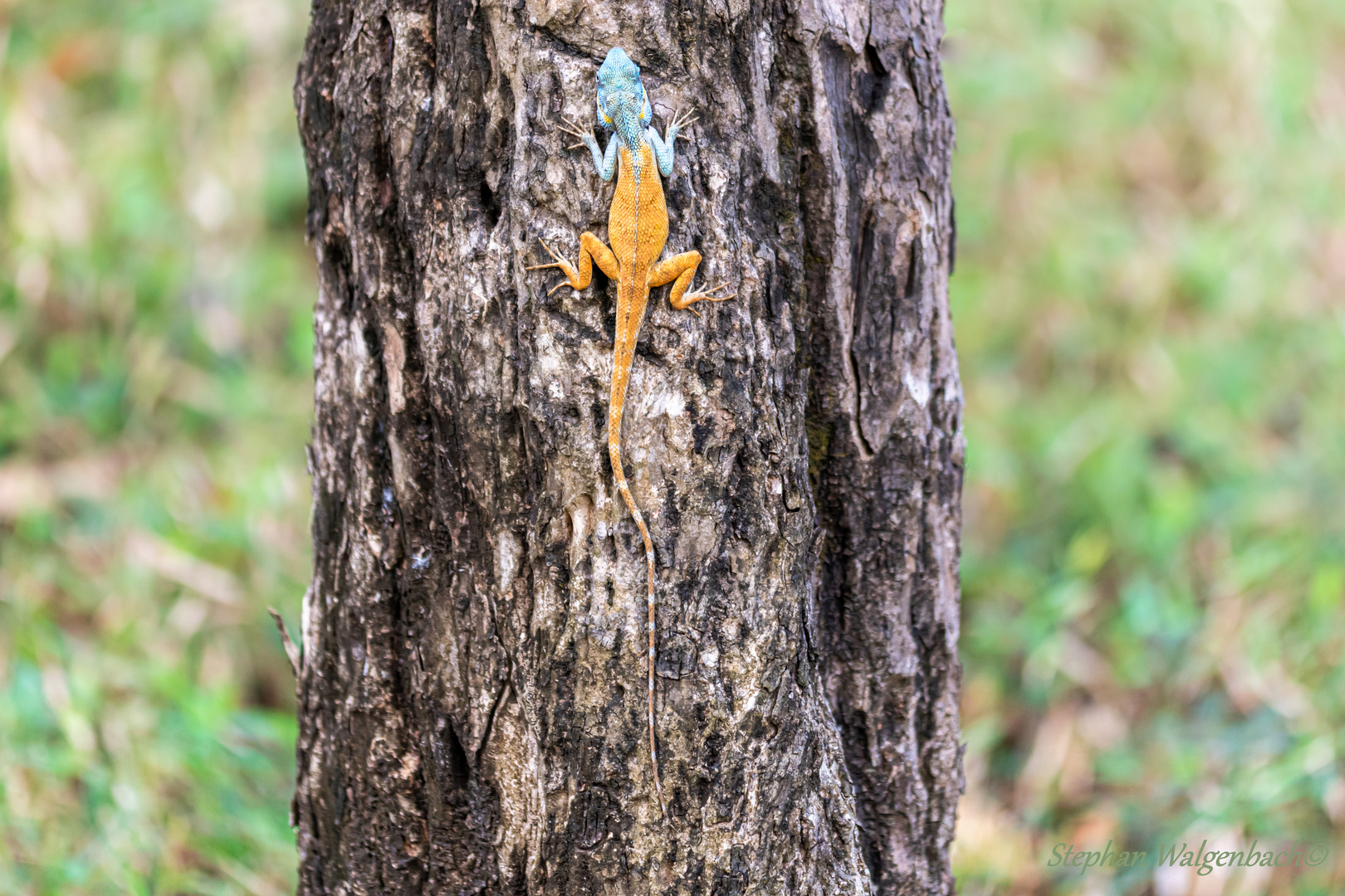 Calotes mystaceus Kambodscha Mondolkiri