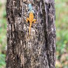 Calotes mystaceus Kambodscha Mondolkiri