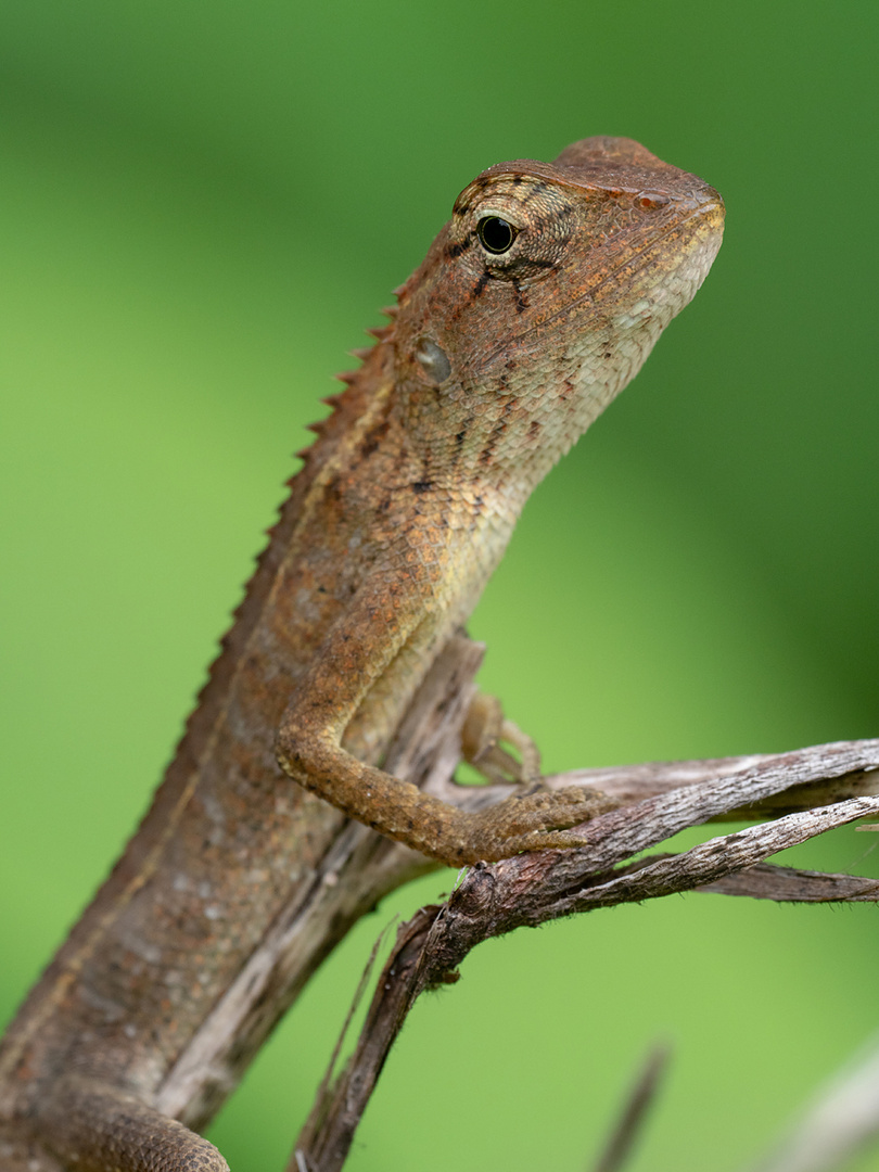 Calotes versicolor