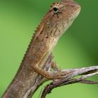 Calotes versicolor