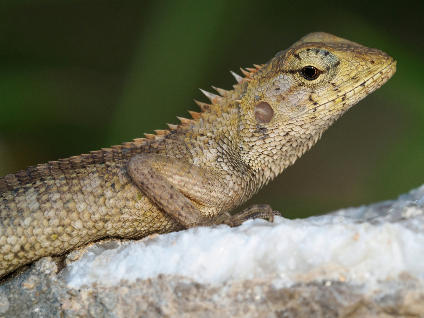 Calotes versicolor