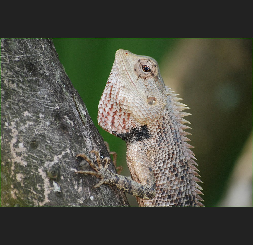 - CALOTES VERSICOLOR -