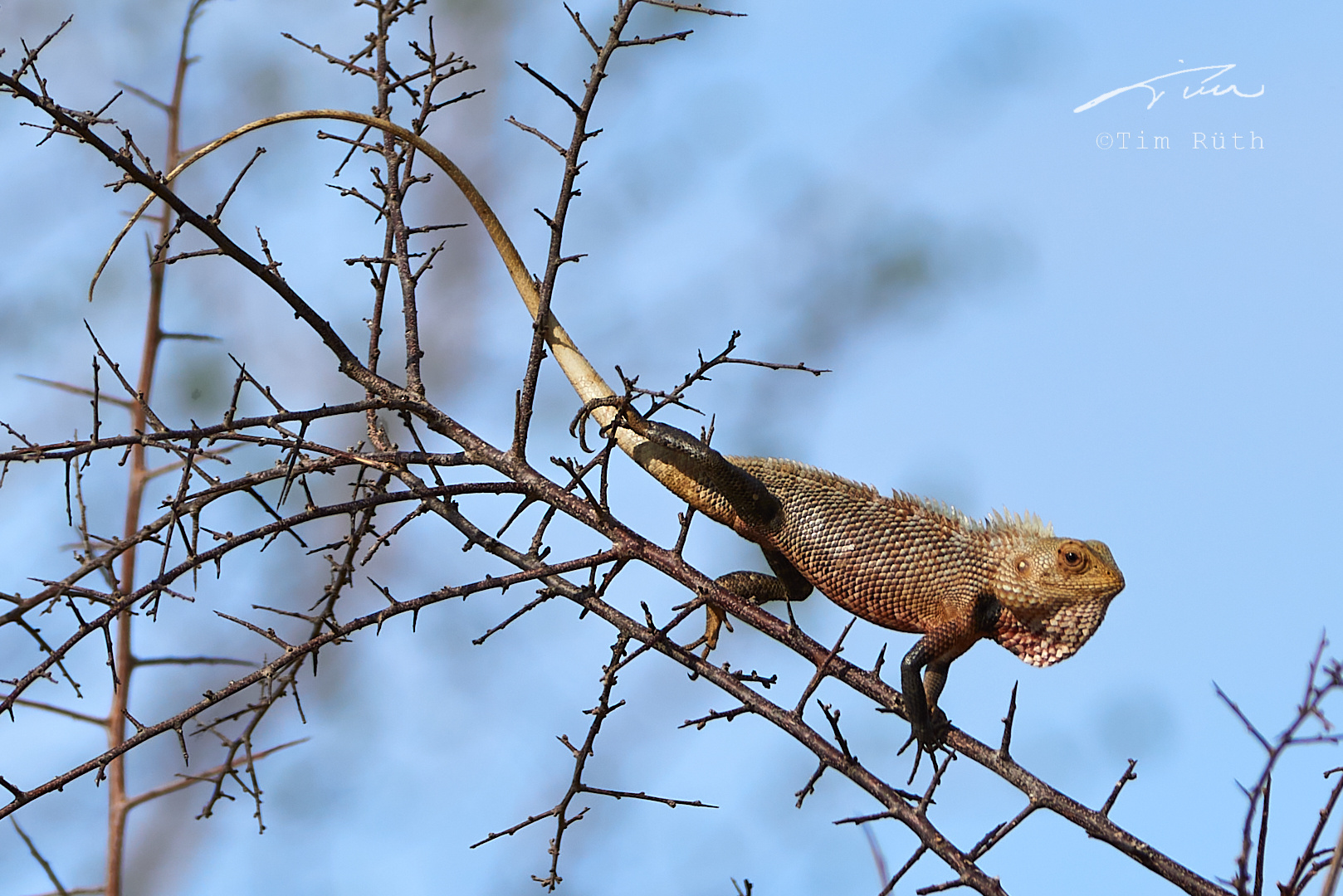 Calotes versicolor (?)