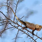 Calotes versicolor (?)