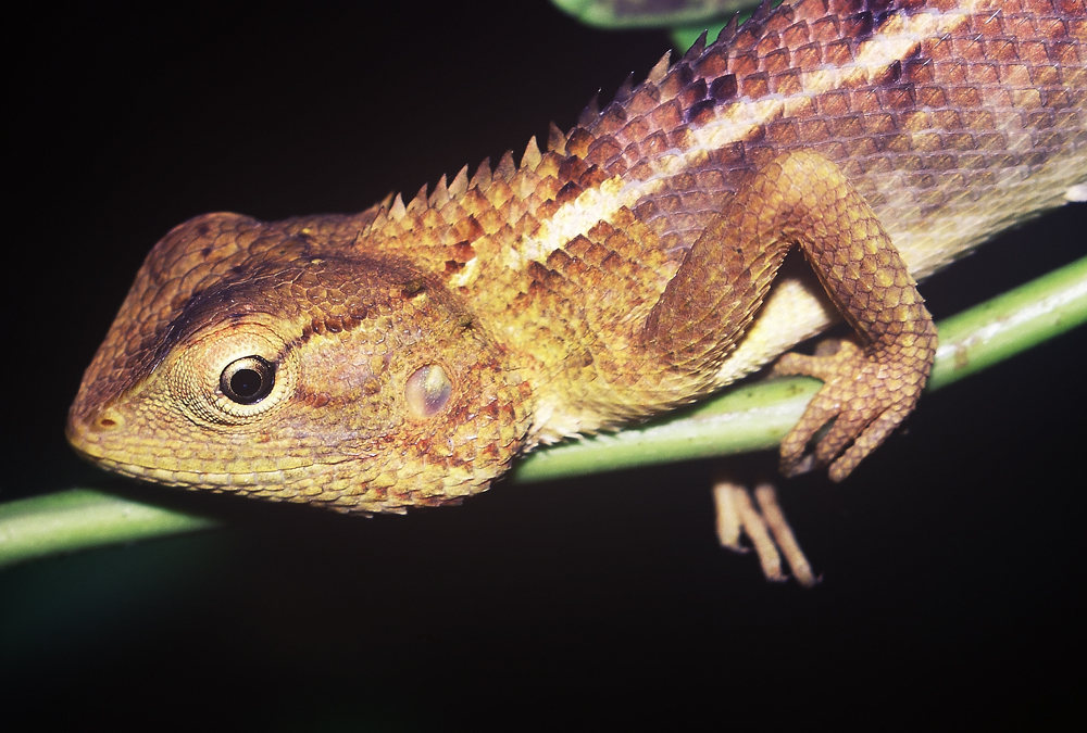 Calotes versicolor | Goa