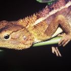 Calotes versicolor | Goa