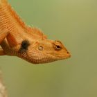 Calotes versicolor - Schönechse