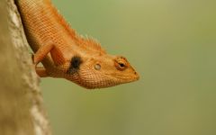 Calotes versicolor - Schönechse