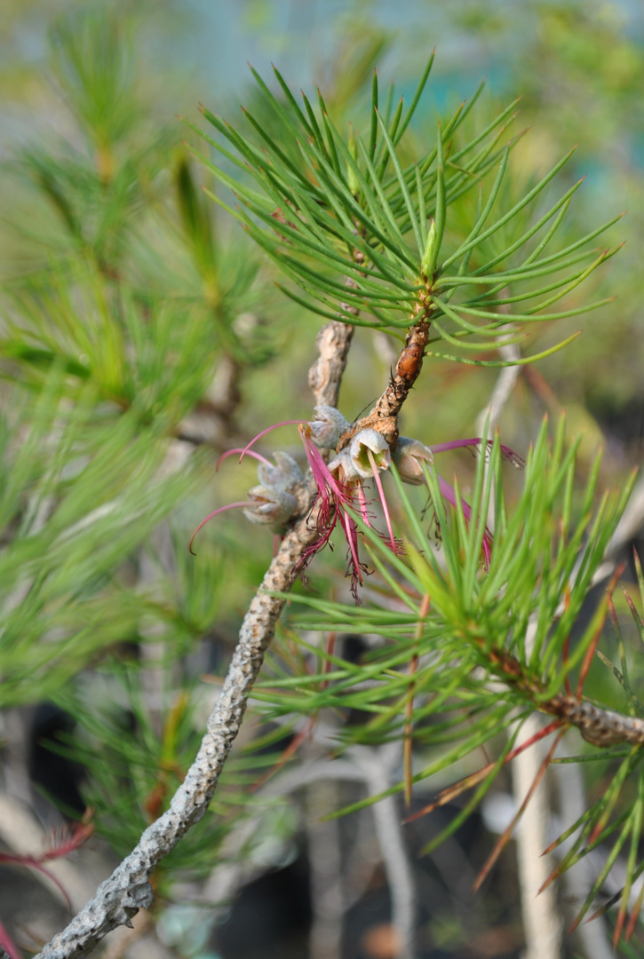 Calothamnus validus