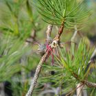 Calothamnus validus