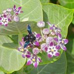 Calotropis procera