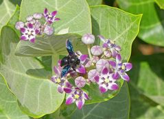 Calotropis procera