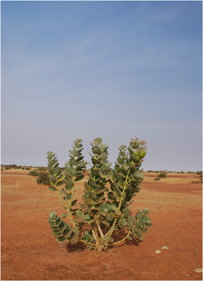 Calotropis procera