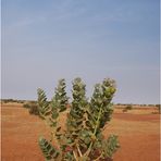 Calotropis procera