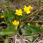 caltha des montagnes