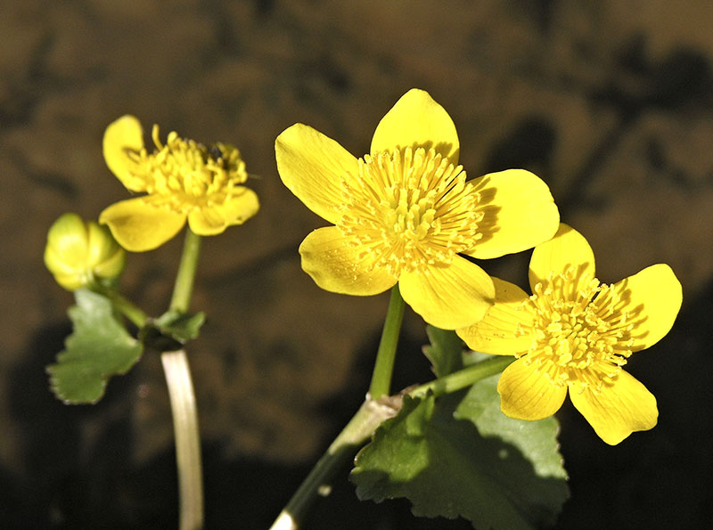 Caltha palustris