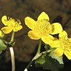 Caltha palustris